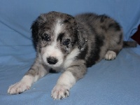 CHIOT