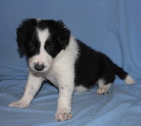 CHIOT