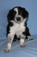 CHIOT