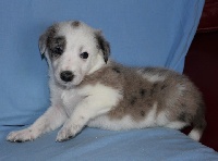 CHIOT